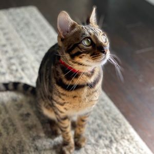 Meet your Posher, Natasha